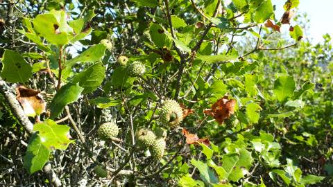 Fotografia da espécie Quercus coccifera