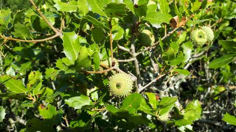 Fotografia da espécie Quercus coccifera