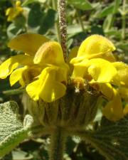 Fotografia da espécie Phlomis fruticosa