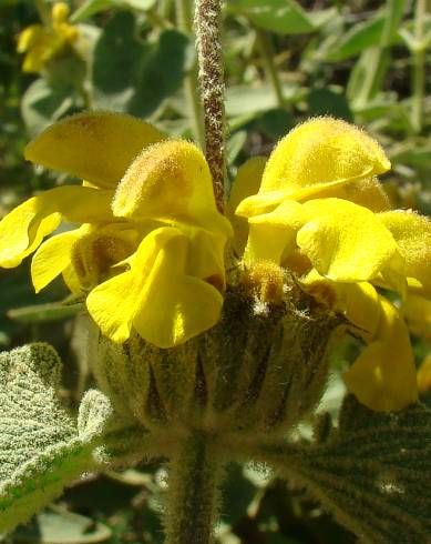 Fotografia de capa Phlomis fruticosa - do Jardim Botânico