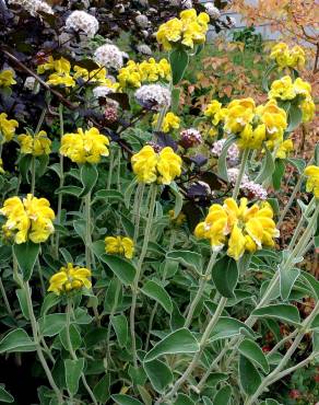 Fotografia 3 da espécie Phlomis fruticosa no Jardim Botânico UTAD