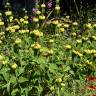 Fotografia 10 da espécie Phlomis fruticosa do Jardim Botânico UTAD