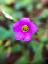 Fotografia da espécie Oxalis latifolia