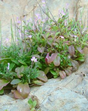 Fotografia 14 da espécie Malcolmia flexuosa no Jardim Botânico UTAD