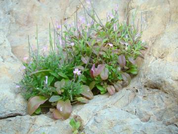 Fotografia da espécie Malcolmia flexuosa