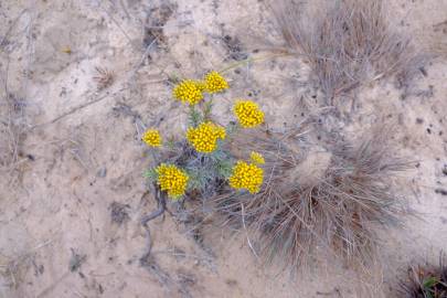 Fotografia da espécie Helichrysum italicum subesp. picardi