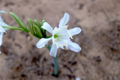 Fotografia da espécie Pancratium maritimum