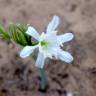 Fotografia 13 da espécie Pancratium maritimum do Jardim Botânico UTAD