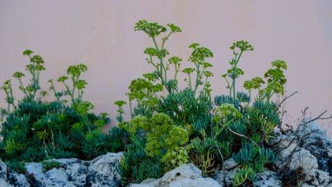 Fotografia da espécie Crithmum maritimum