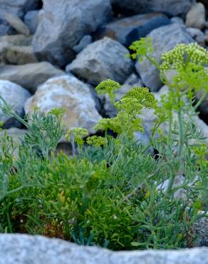 Fotografia 19 da espécie Crithmum maritimum no Jardim Botânico UTAD