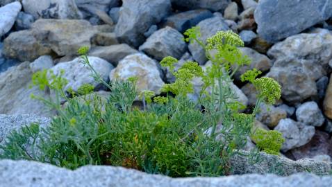 Fotografia da espécie Crithmum maritimum