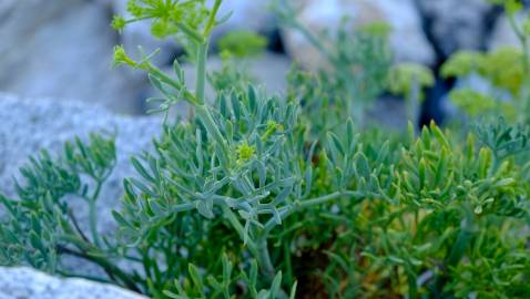 Fotografia da espécie Crithmum maritimum