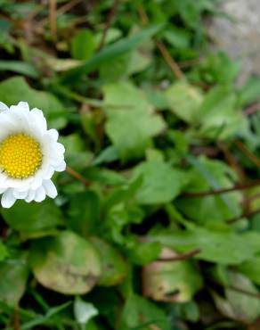 Fotografia 14 da espécie Bellis sylvestris no Jardim Botânico UTAD