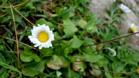 Fotografia da espécie Bellis sylvestris