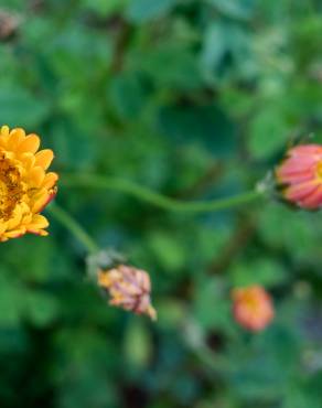 Fotografia 15 da espécie Bellis sylvestris no Jardim Botânico UTAD