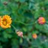 Fotografia 15 da espécie Bellis sylvestris do Jardim Botânico UTAD