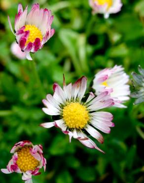 Fotografia 16 da espécie Bellis sylvestris no Jardim Botânico UTAD