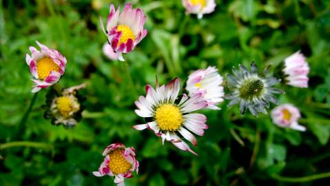 Fotografia da espécie Bellis sylvestris