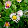 Fotografia 16 da espécie Bellis sylvestris do Jardim Botânico UTAD