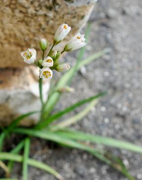 Fotografia 13 da espécie Allium massaessylum no Jardim Botânico UTAD