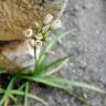 Fotografia 13 da espécie Allium massaessylum do Jardim Botânico UTAD