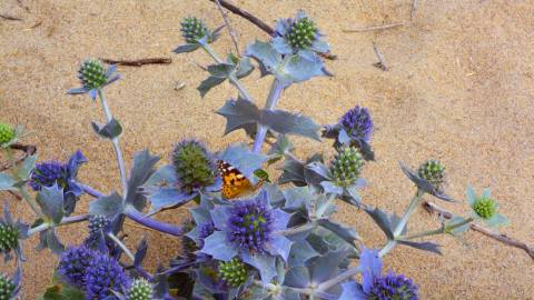 Fotografia da espécie Eryngium maritimum