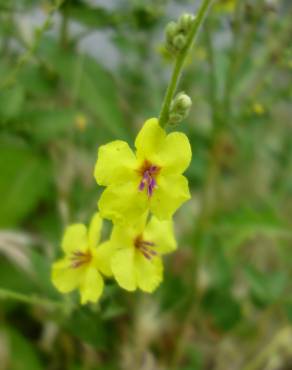 Fotografia 12 da espécie Verbascum sinuatum var. sinuatum no Jardim Botânico UTAD