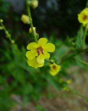 Fotografia 13 da espécie Verbascum sinuatum var. sinuatum no Jardim Botânico UTAD