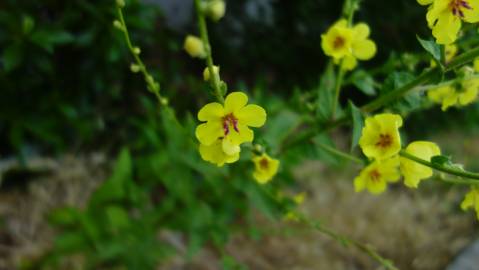 Fotografia da espécie Verbascum sinuatum var. sinuatum