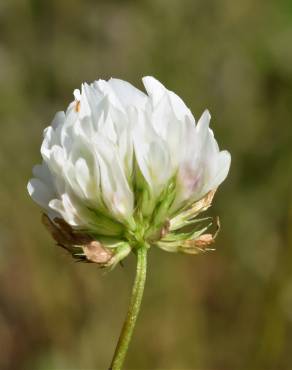 Fotografia 5 da espécie Trifolium michelianum no Jardim Botânico UTAD