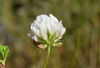 Fotografia da espécie Trifolium michelianum