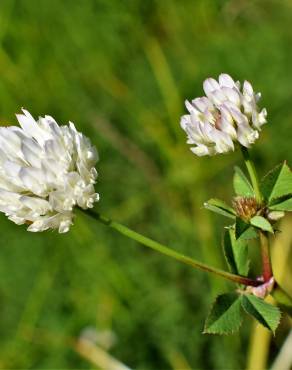 Fotografia 6 da espécie Trifolium michelianum no Jardim Botânico UTAD