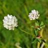 Fotografia 6 da espécie Trifolium michelianum do Jardim Botânico UTAD