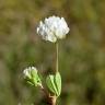 Fotografia 7 da espécie Trifolium michelianum do Jardim Botânico UTAD