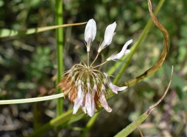 Fotografia da espécie Trifolium michelianum