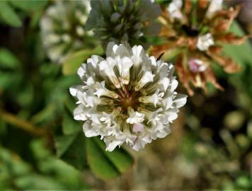 Fotografia da espécie Trifolium michelianum