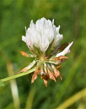 Fotografia 10 da espécie Trifolium michelianum no Jardim Botânico UTAD