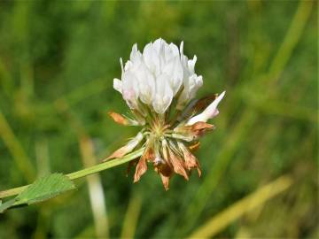 Fotografia da espécie Trifolium michelianum