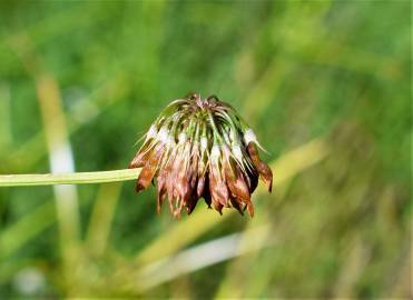 Fotografia da espécie Trifolium michelianum