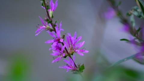 Fotografia da espécie Lythrum salicaria