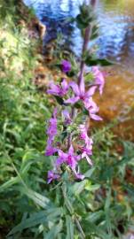 Fotografia da espécie Lythrum salicaria