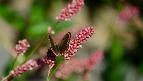 Fotografia da espécie Persicaria maculosa