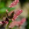 Fotografia 34 da espécie Persicaria maculosa do Jardim Botânico UTAD