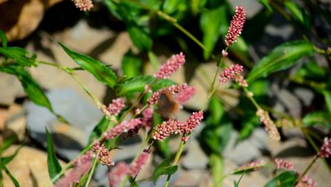 Fotografia da espécie Persicaria maculosa