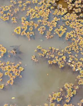 Fotografia 7 da espécie Azolla filiculoides no Jardim Botânico UTAD