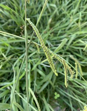 Fotografia 16 da espécie Paspalum dilatatum no Jardim Botânico UTAD