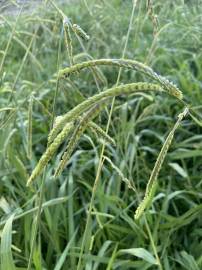 Fotografia da espécie Paspalum dilatatum