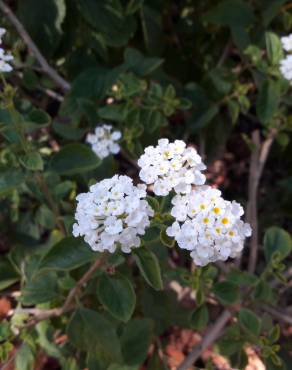 Fotografia 15 da espécie Lantana camara no Jardim Botânico UTAD