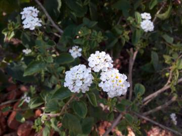 Fotografia da espécie Lantana camara