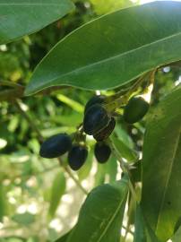 Fotografia da espécie Persea indica